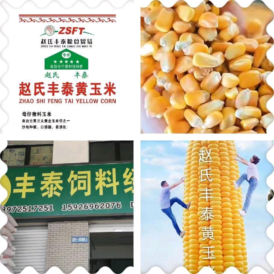 赵氏丰泰黄玉米（创业）