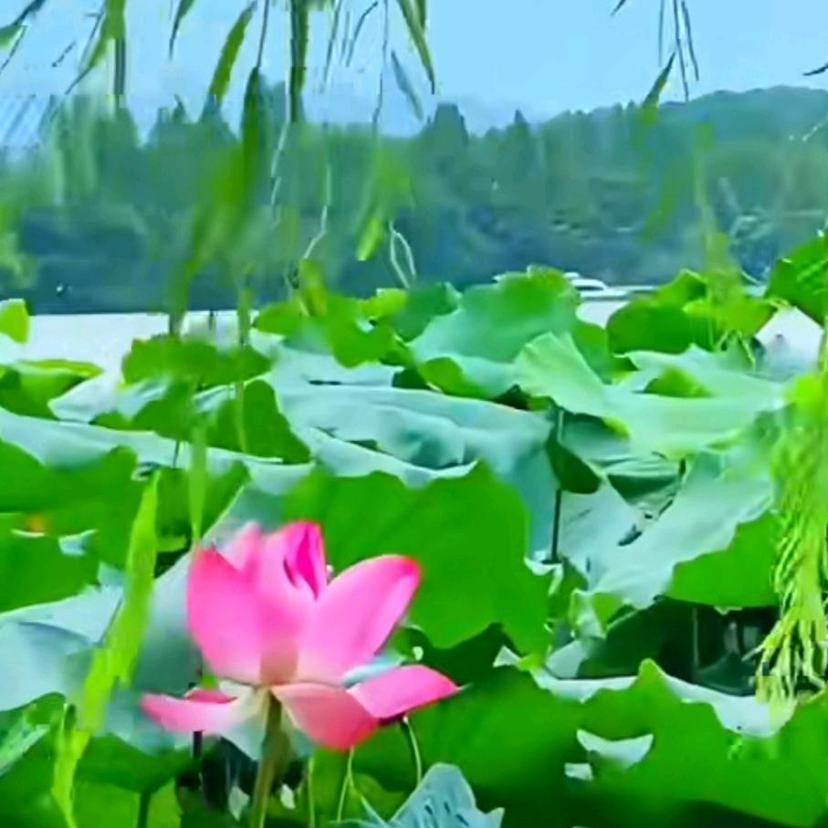 @草莓