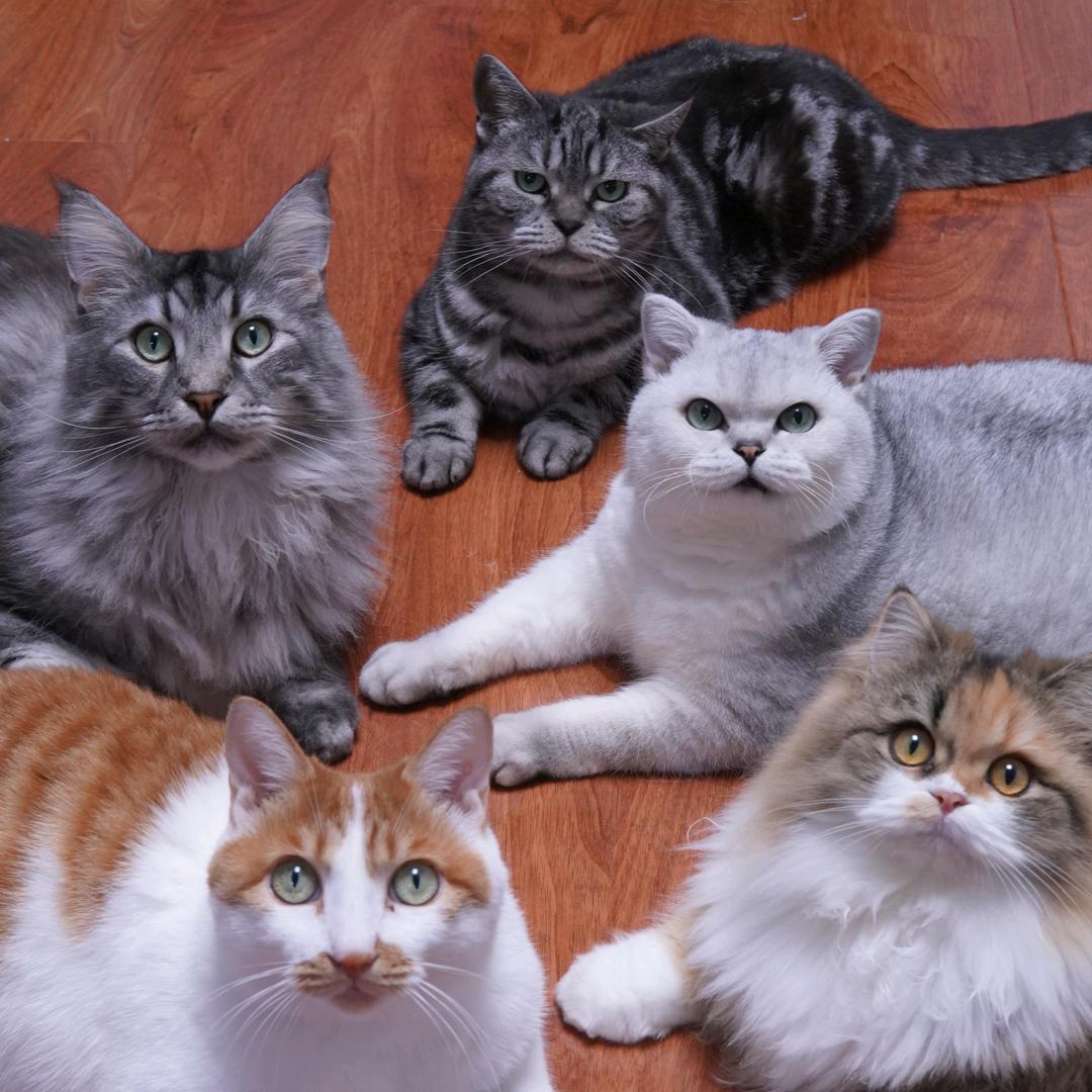 毛豆拉面大芒果@抖音