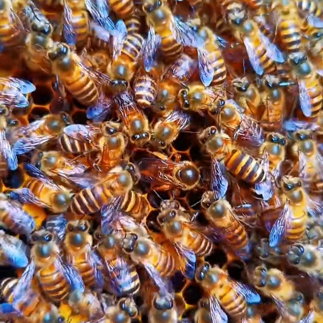 中蜂达人阿坝蜂王