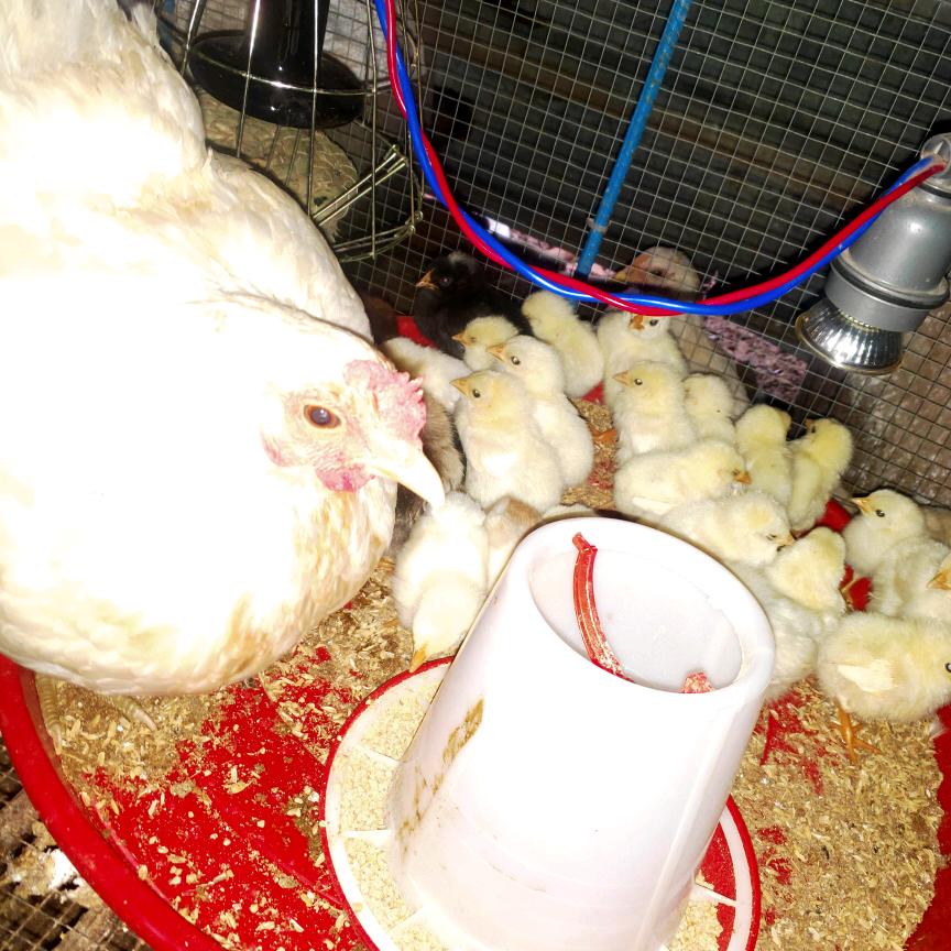 阿理，新盈镇正宗散养土鸡白鸡花鸡🐔