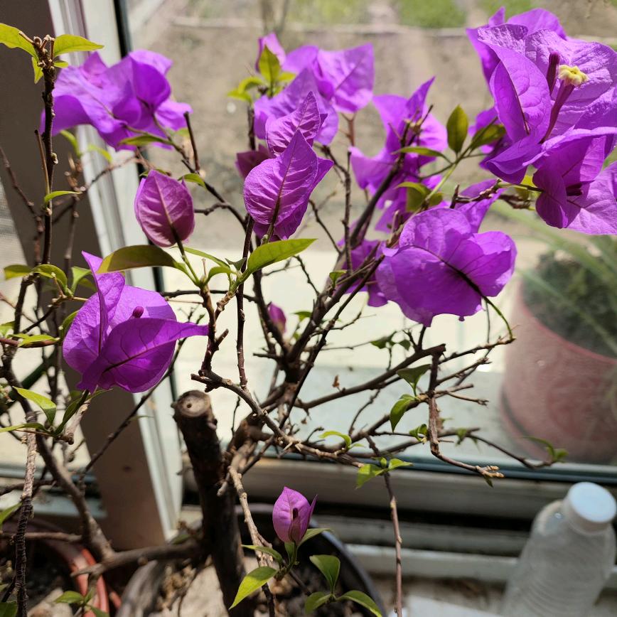 简约花火