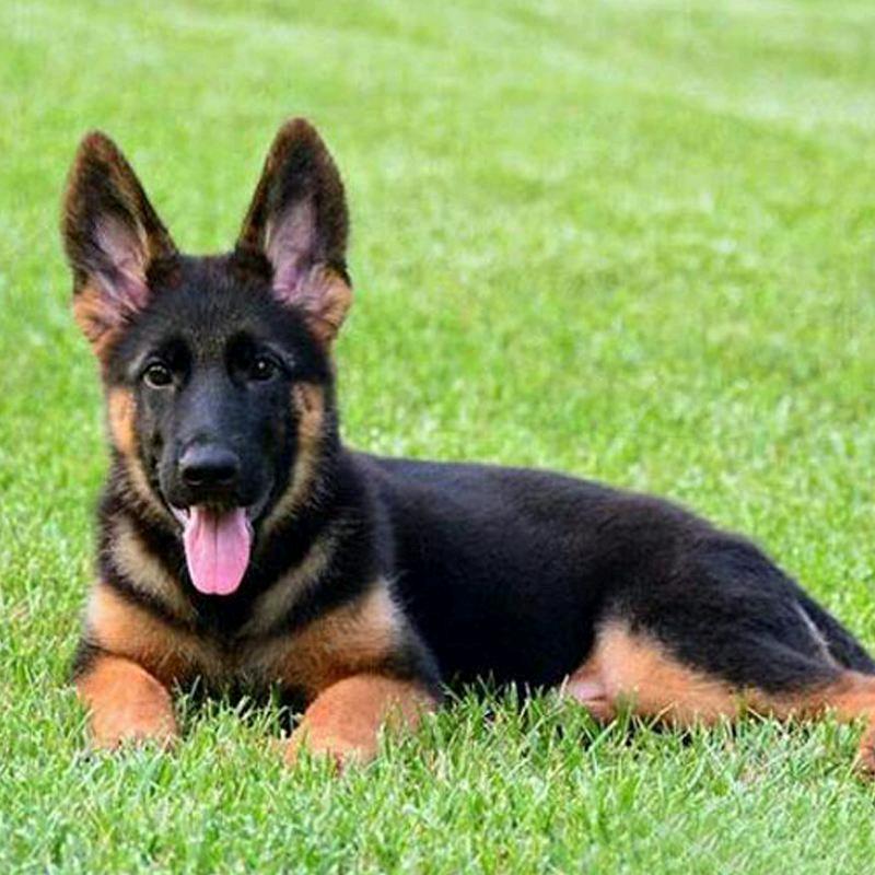 每日淘狗 （代购）