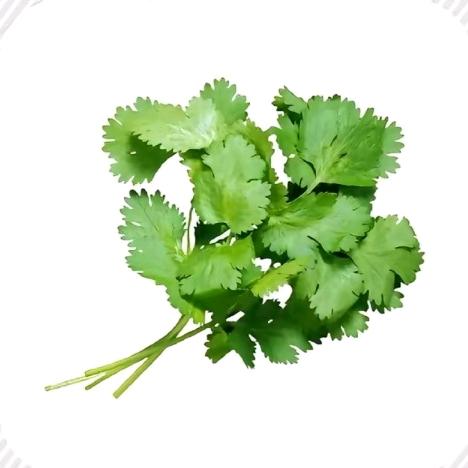 香菜🥦