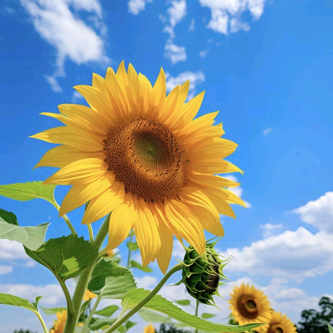 花乡