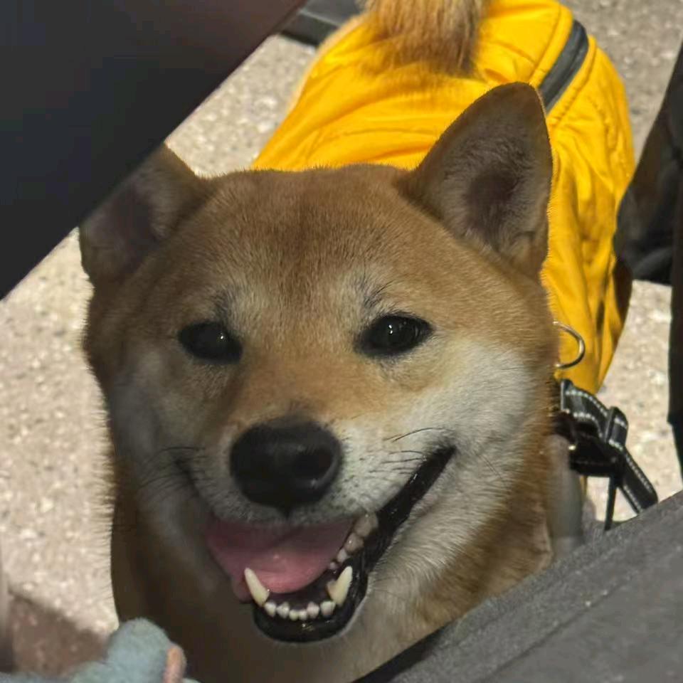 柴犬三三