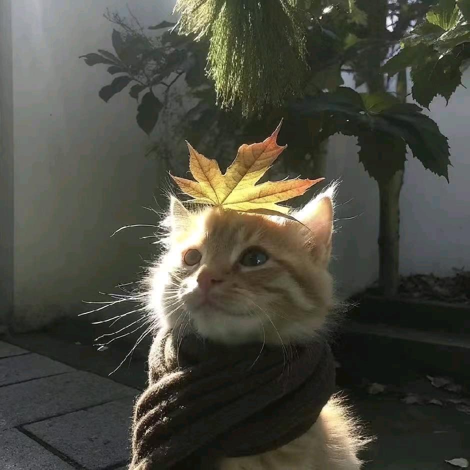 南阳医专小王同学