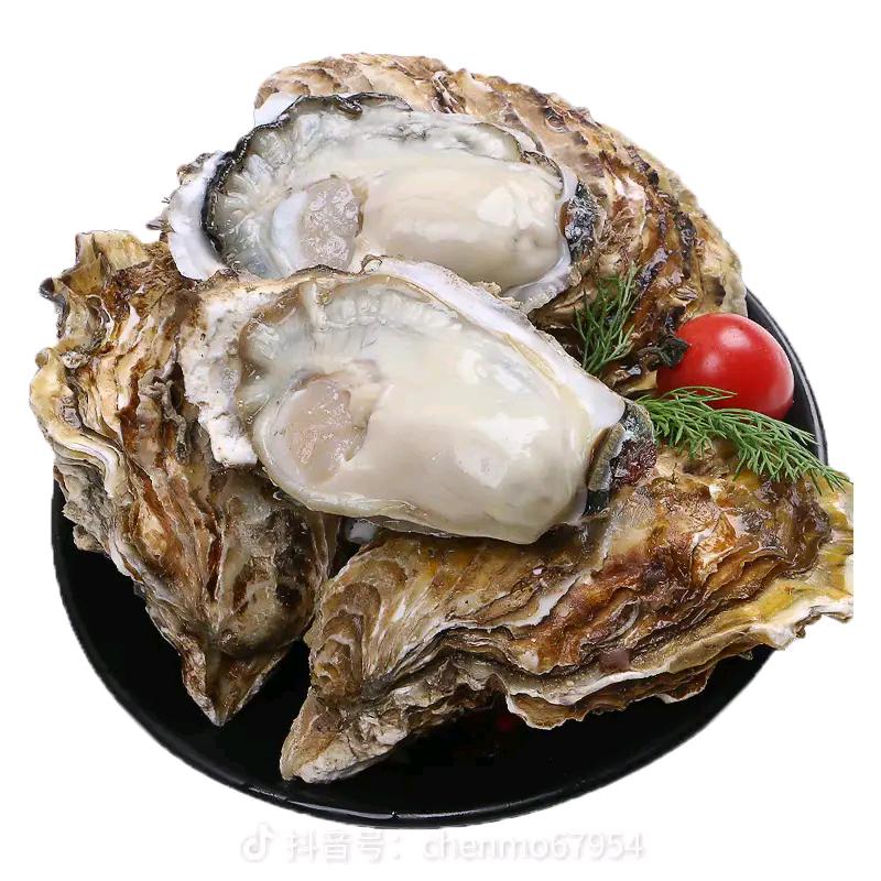 温州生蚝批发