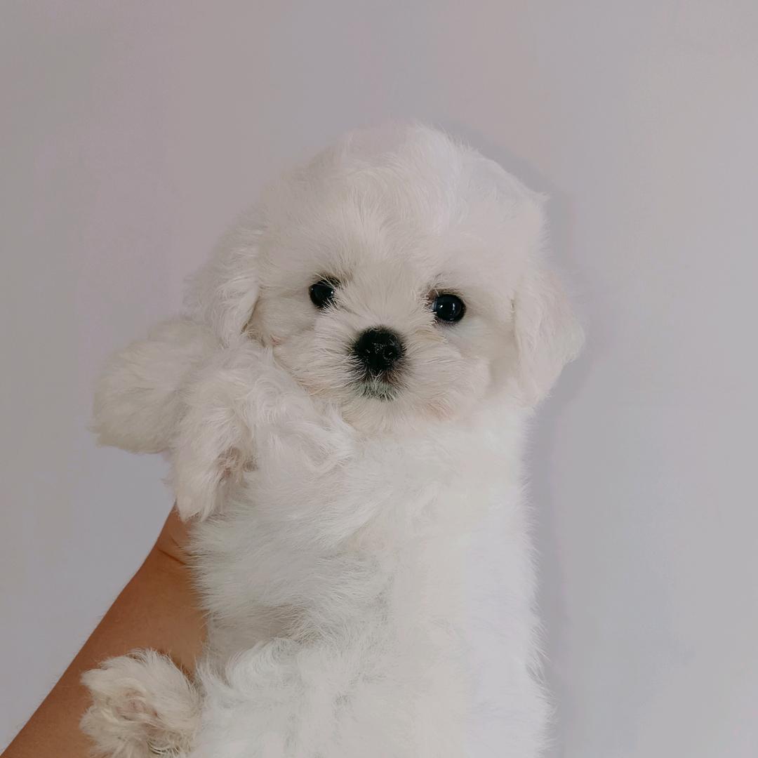 小琪家比熊