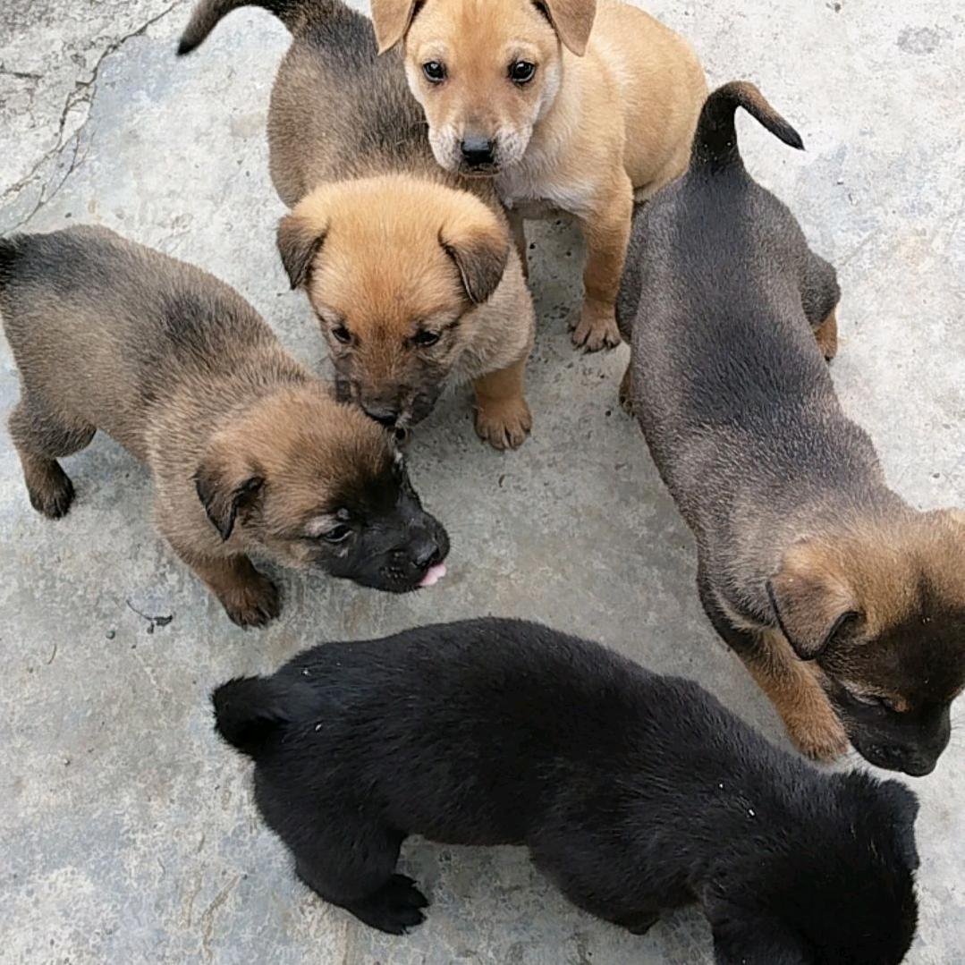 生态枇杷园—李哥