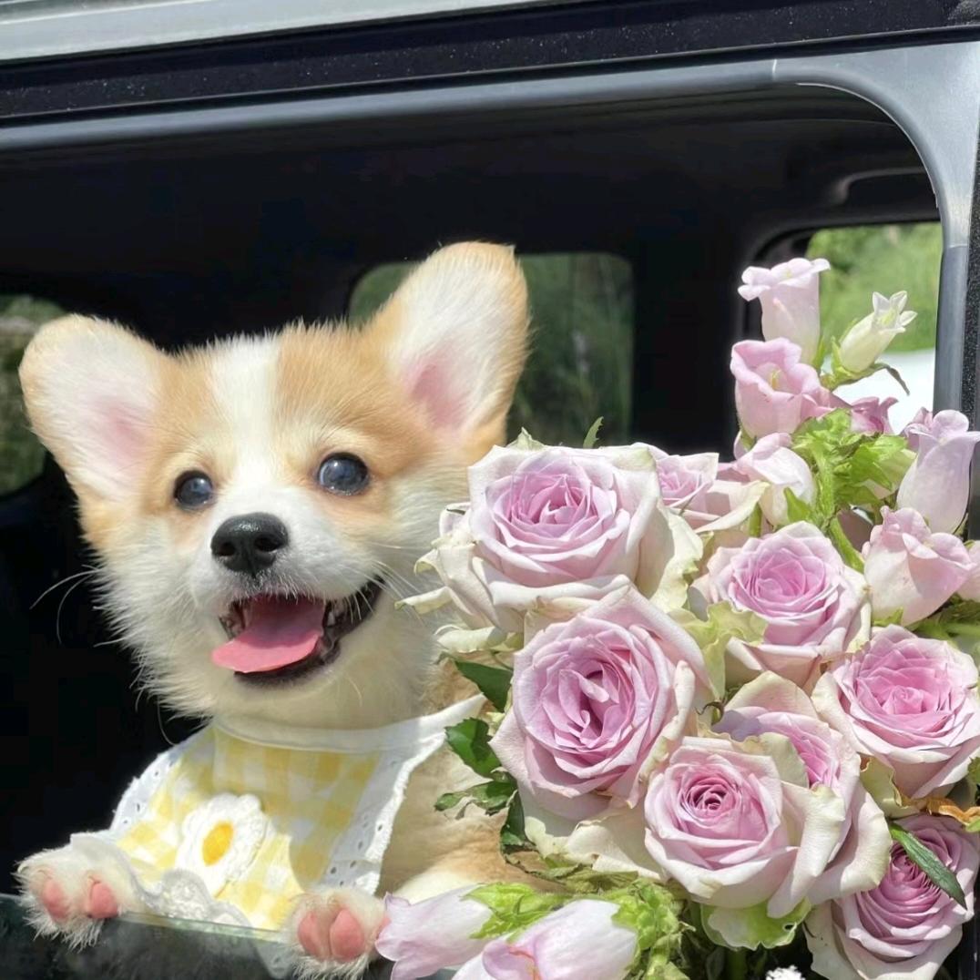 小狗留声机🐕
