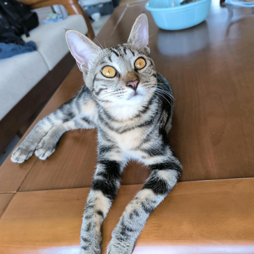虎皮