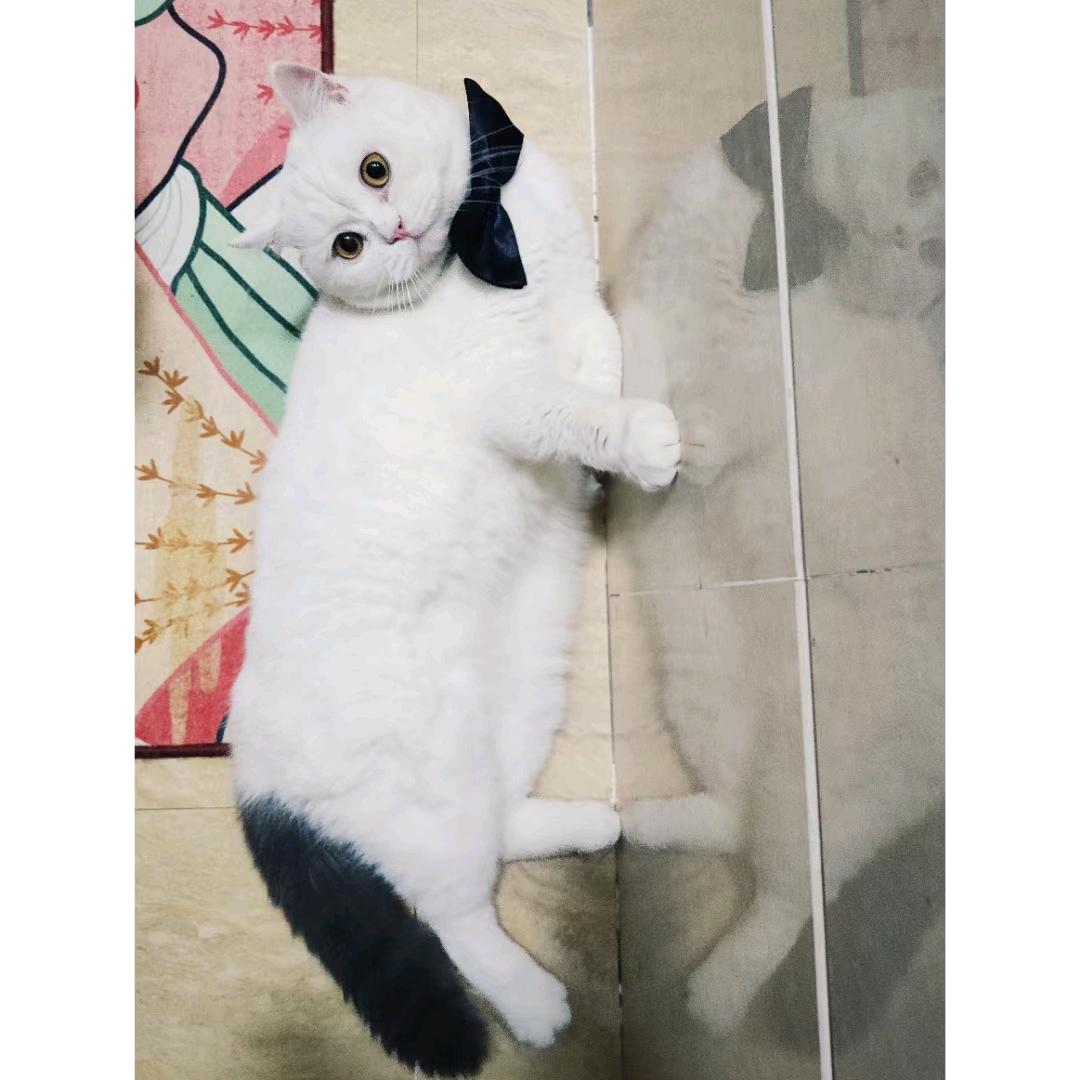 稳得网络小龙女