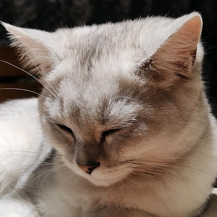 墨螽