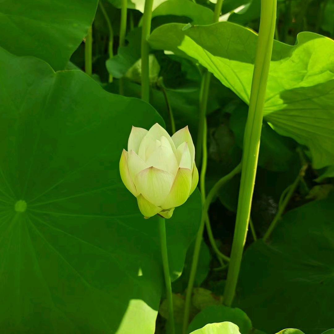 飘落樱花