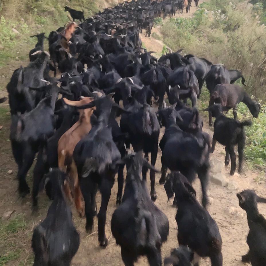 奎金山羊养殖《陆》