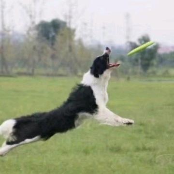福山三好犬舍