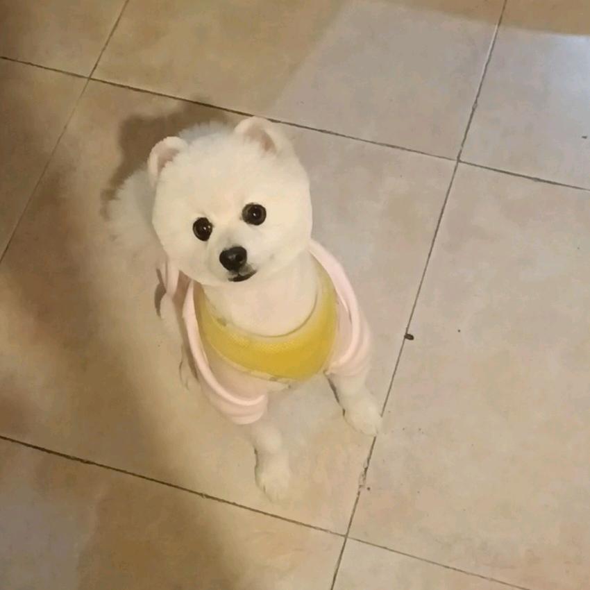 赤龍樂艾