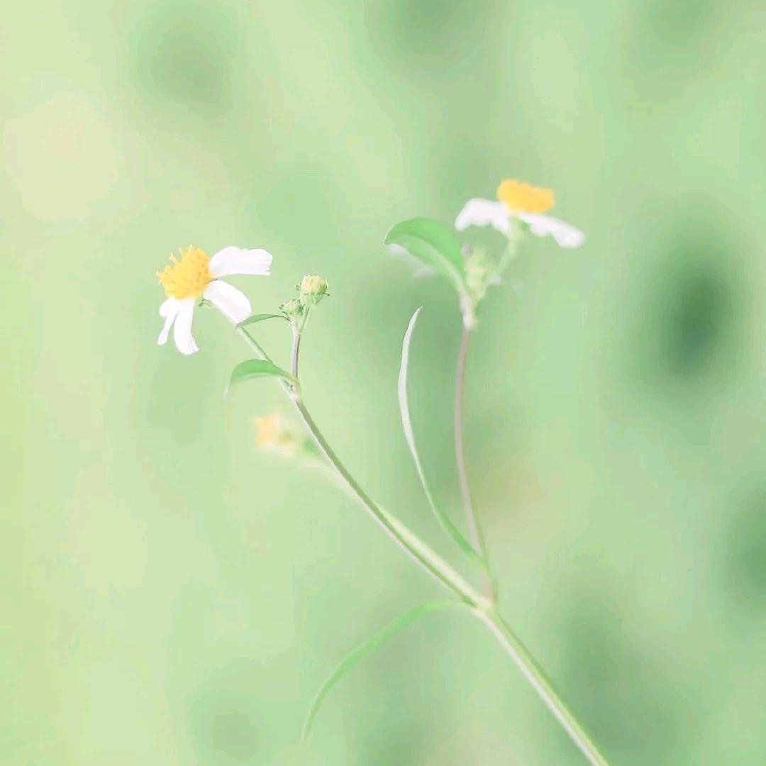虓鯅纃