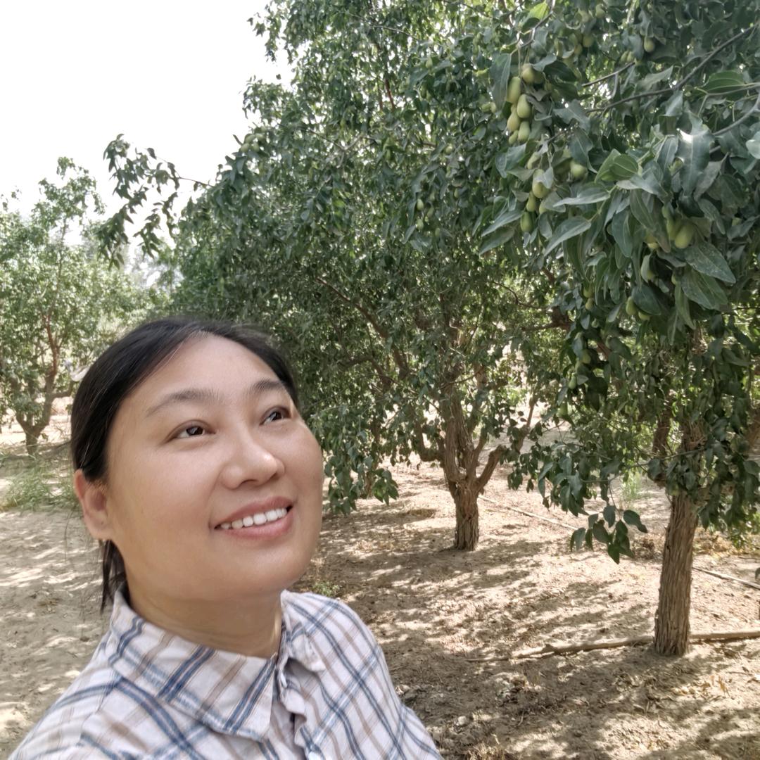 昆仑山下种枣人
