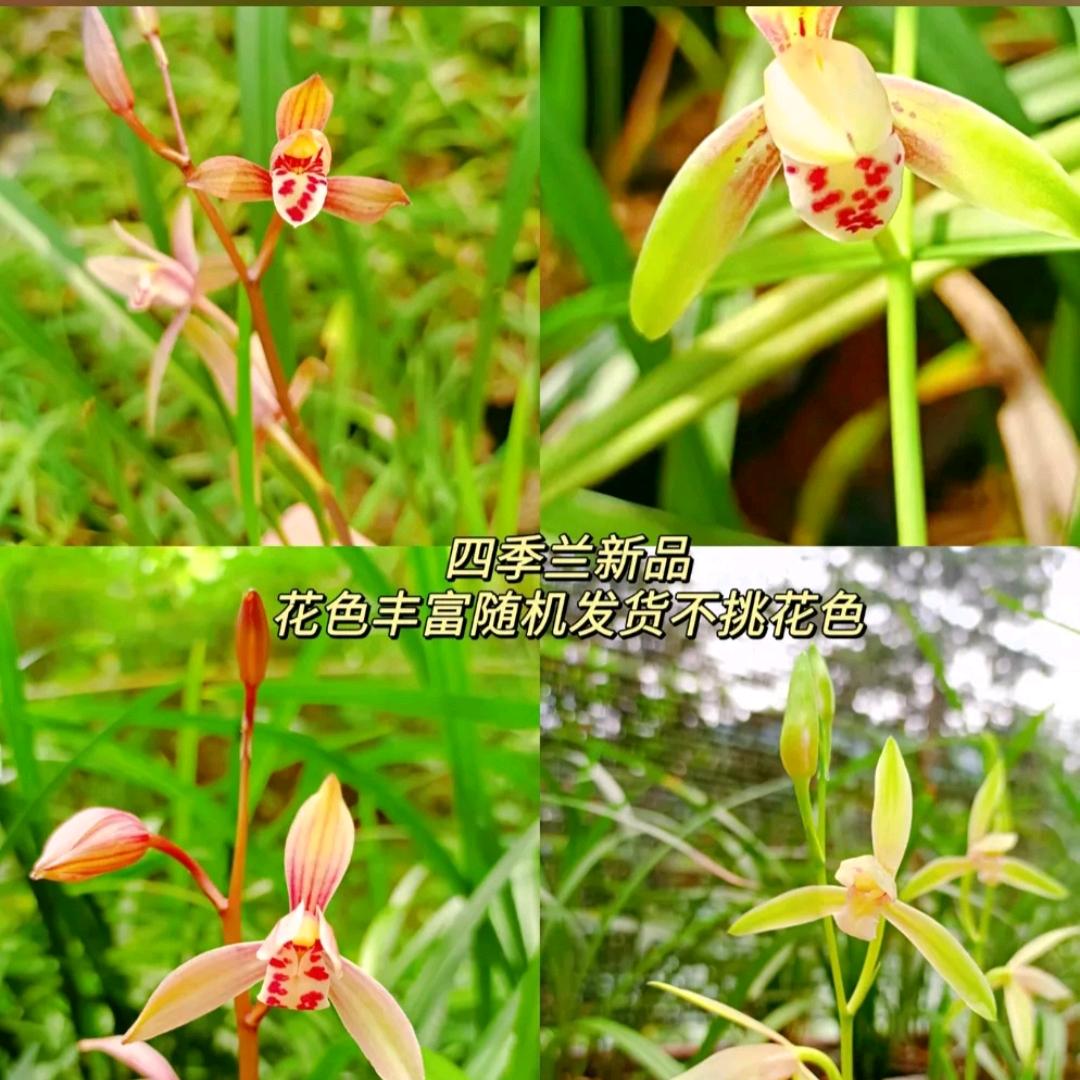 高山幽兰花香