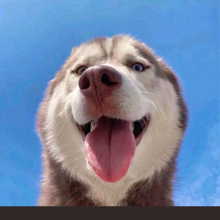 呼伦贝尔大草原