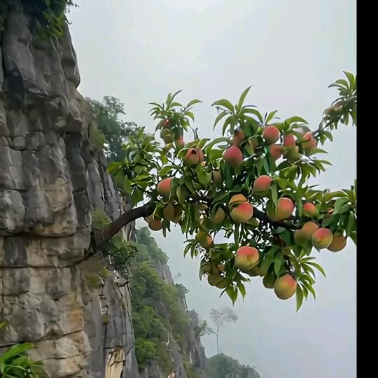 你莫愁