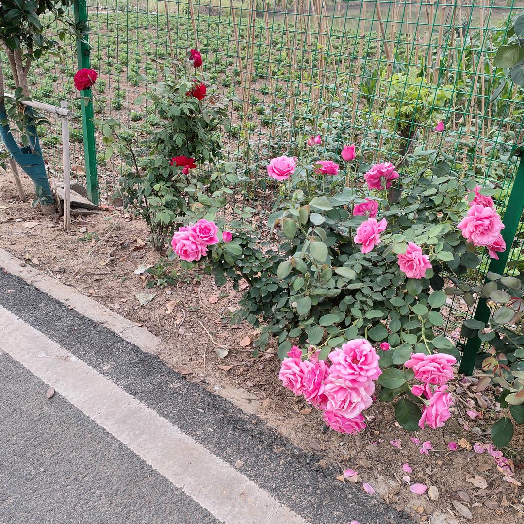 任性的我 🌈🌴🌷