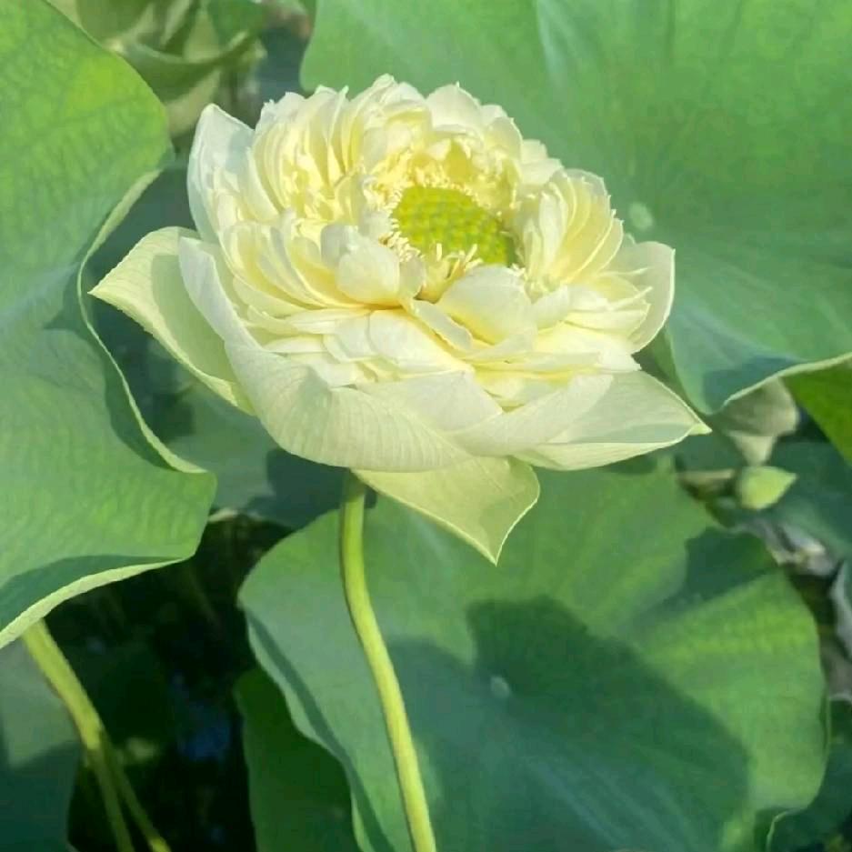 心灵疗愈师--暖暖