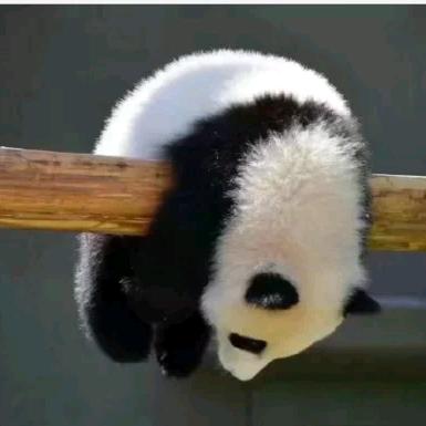 瘫痪的糖糖(๑• . •๑)