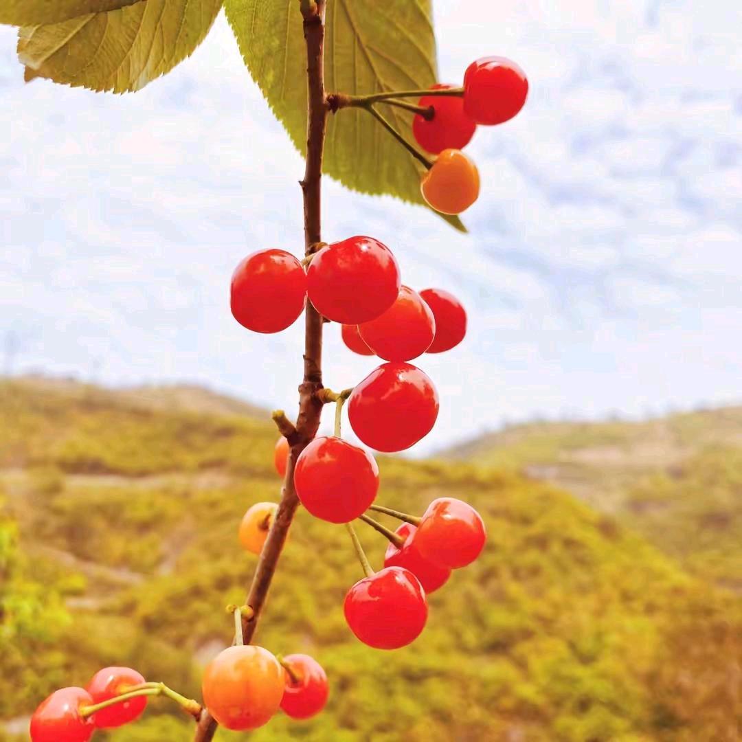 红苹果