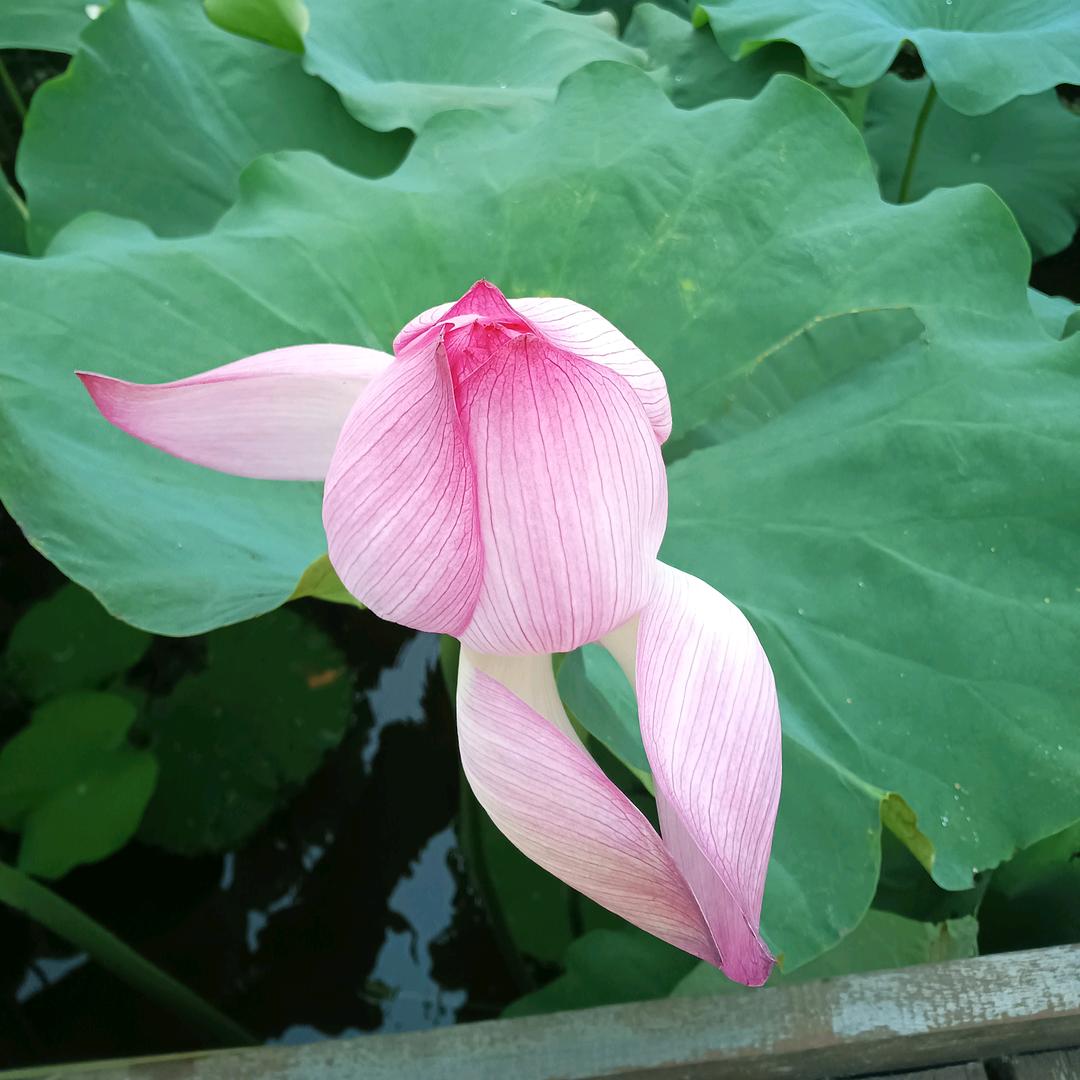 孤独的小贵子