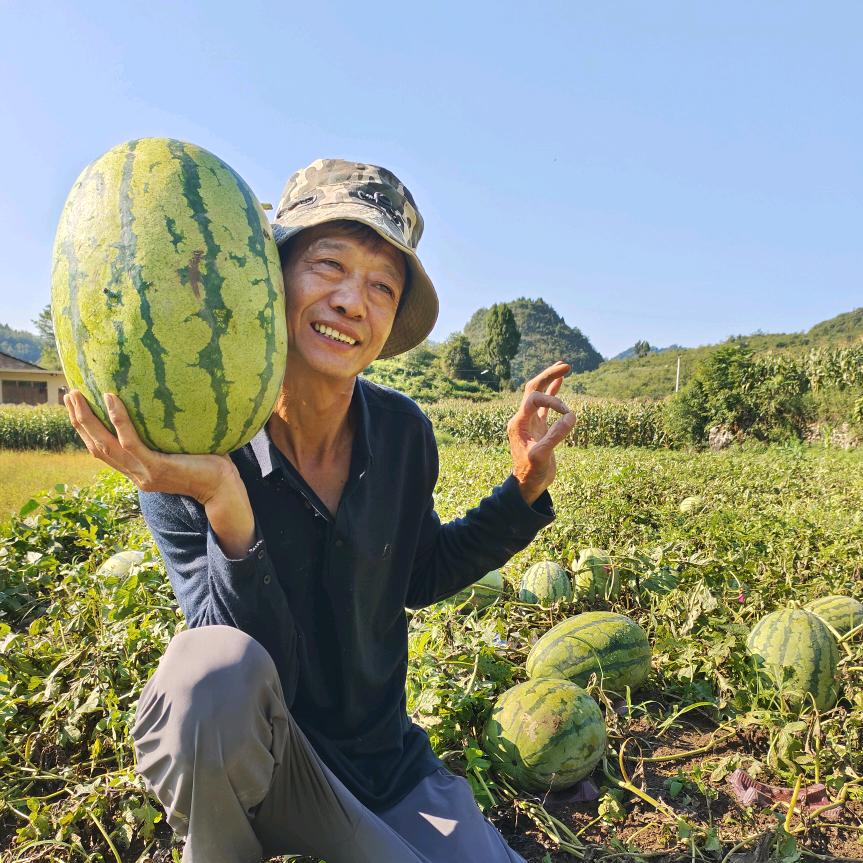 乱跳舞的西瓜哥