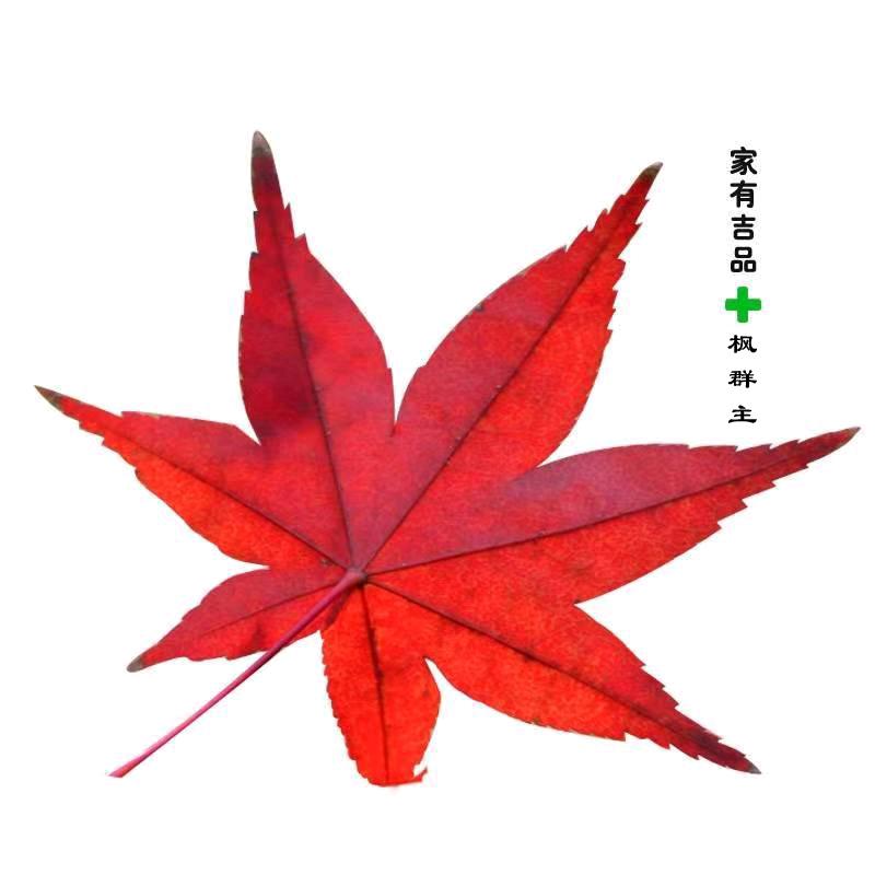 枫群主爱绿植