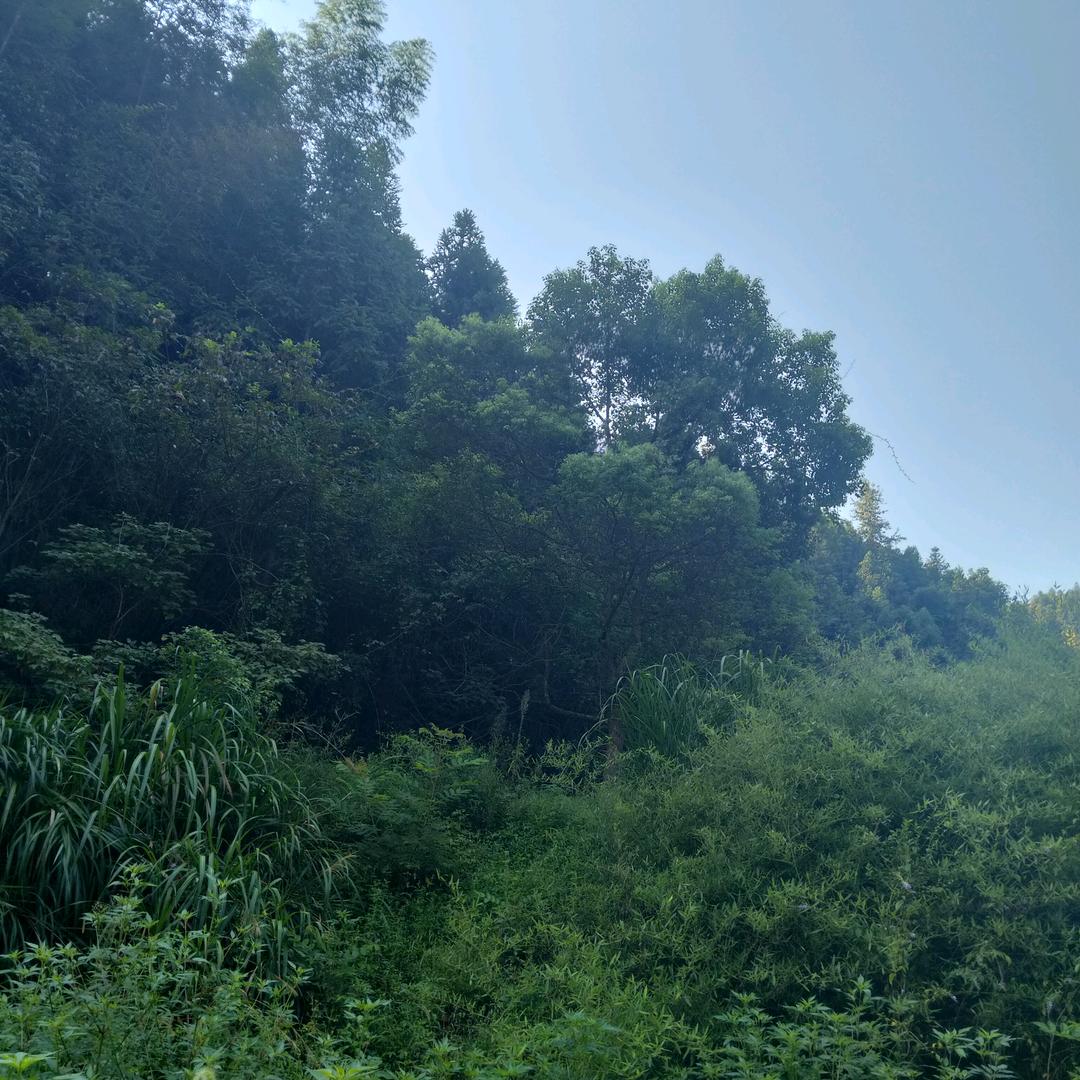 留不住的岁月