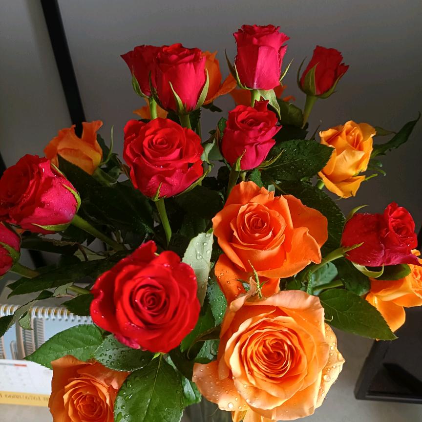 邦协村茶叶专业合作社小杨好茶