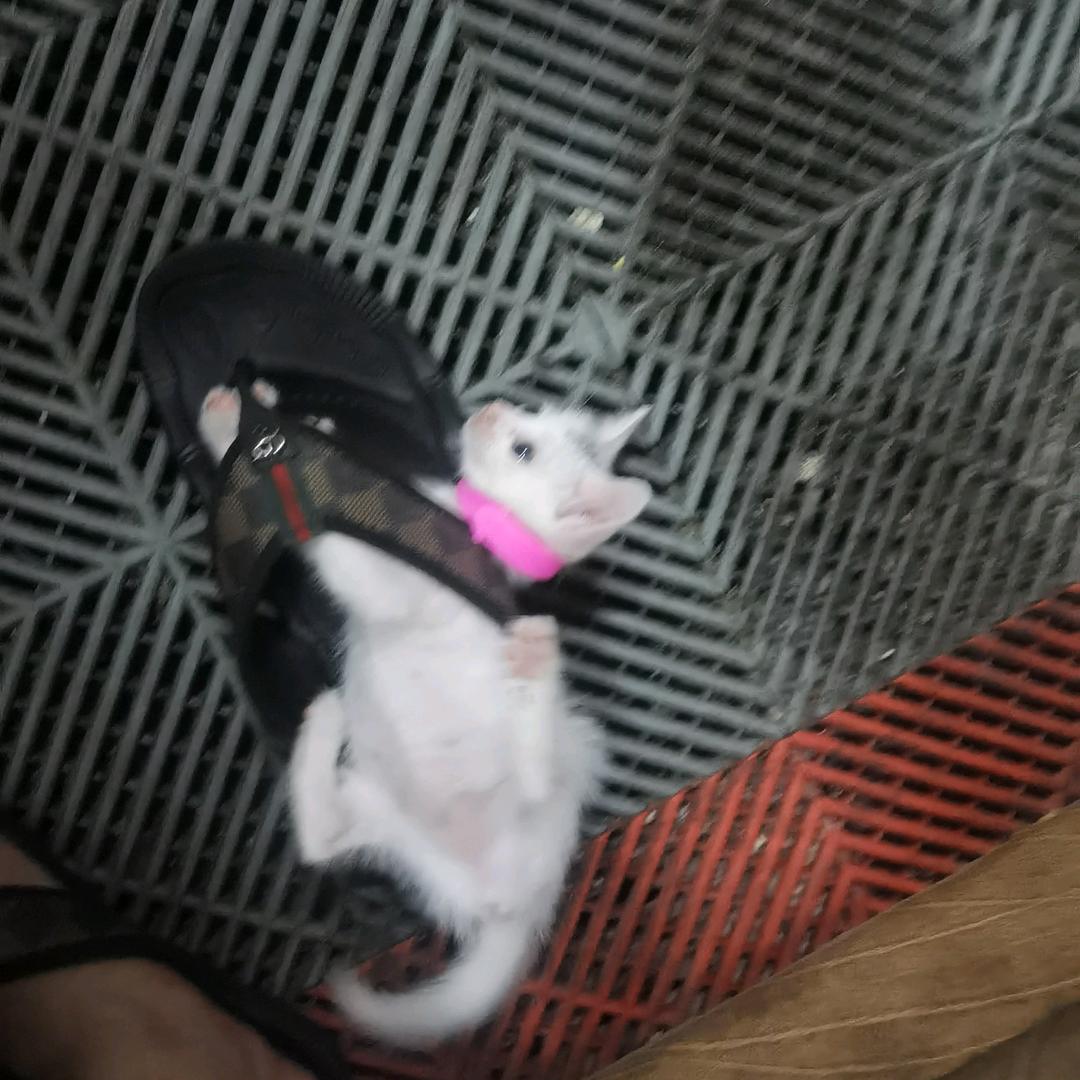 大鹅