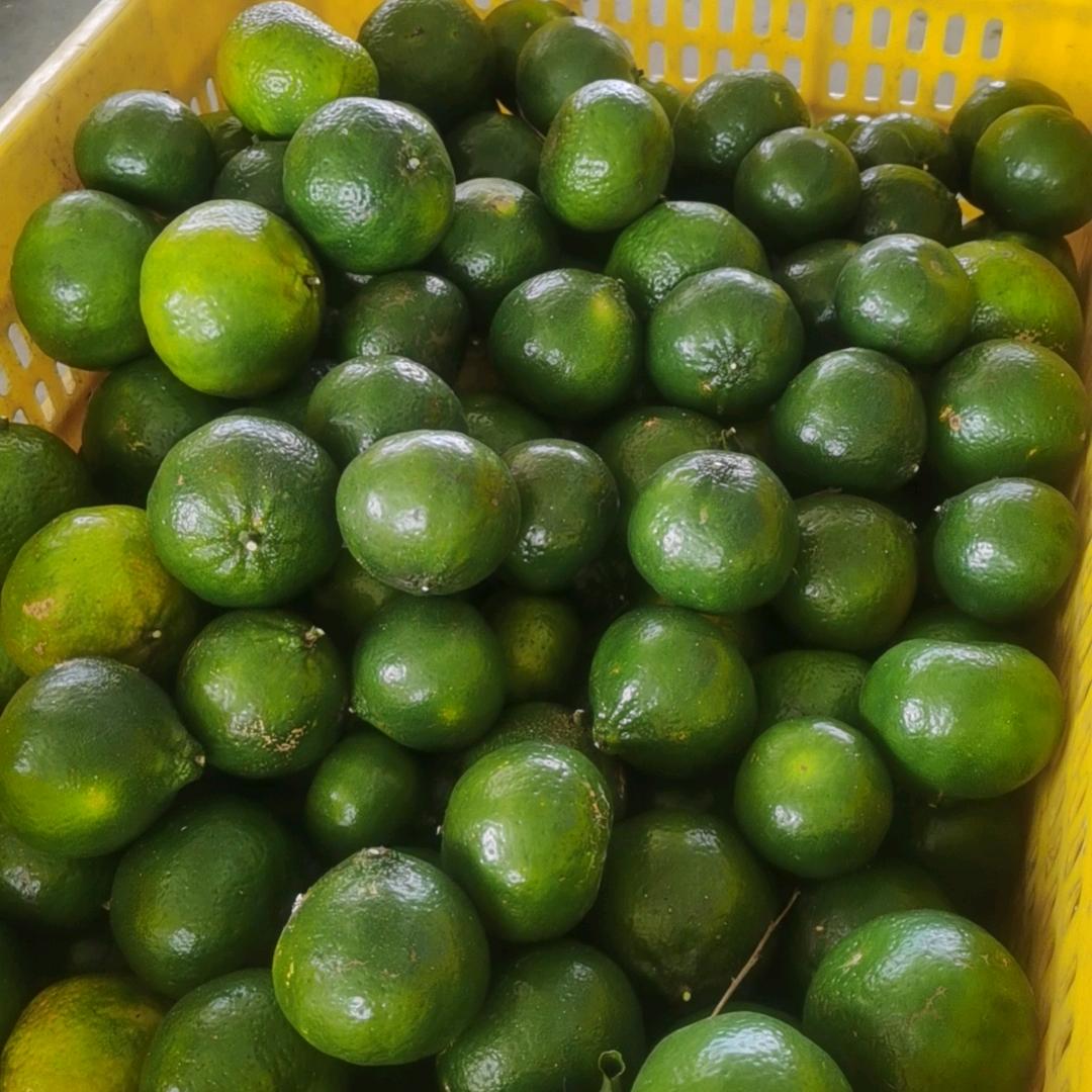 九哥陈皮（小号）