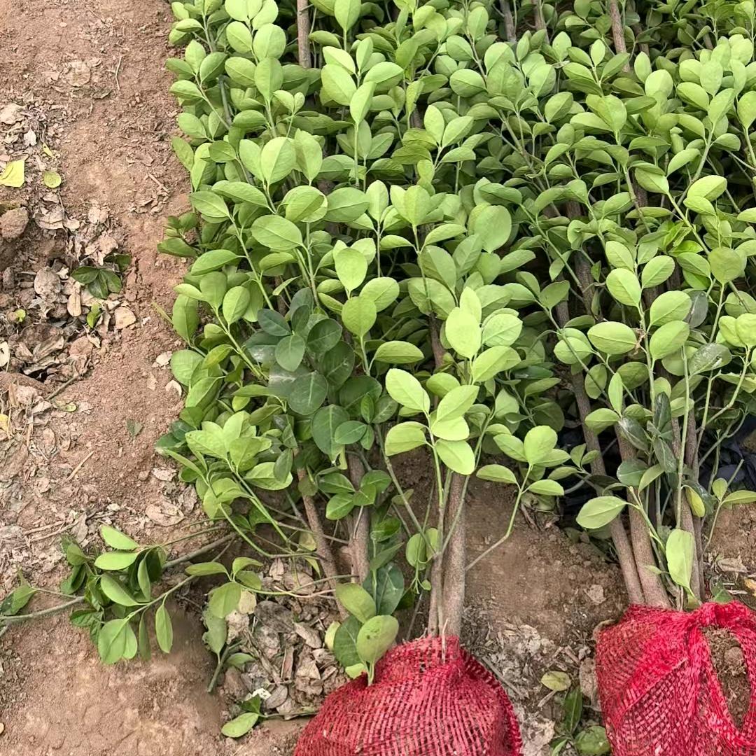 北海道黄杨绿篱