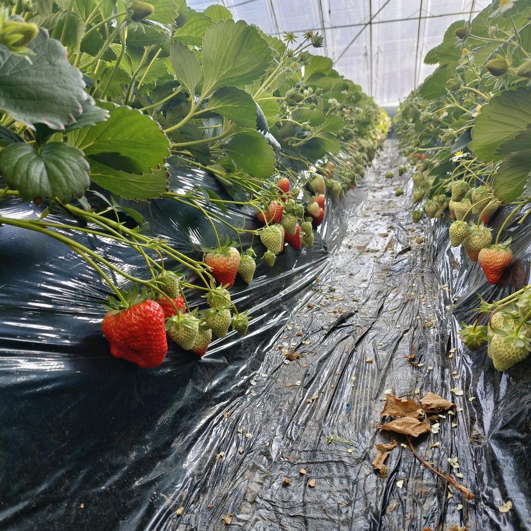石荒小王草莓🍓🍓🍓