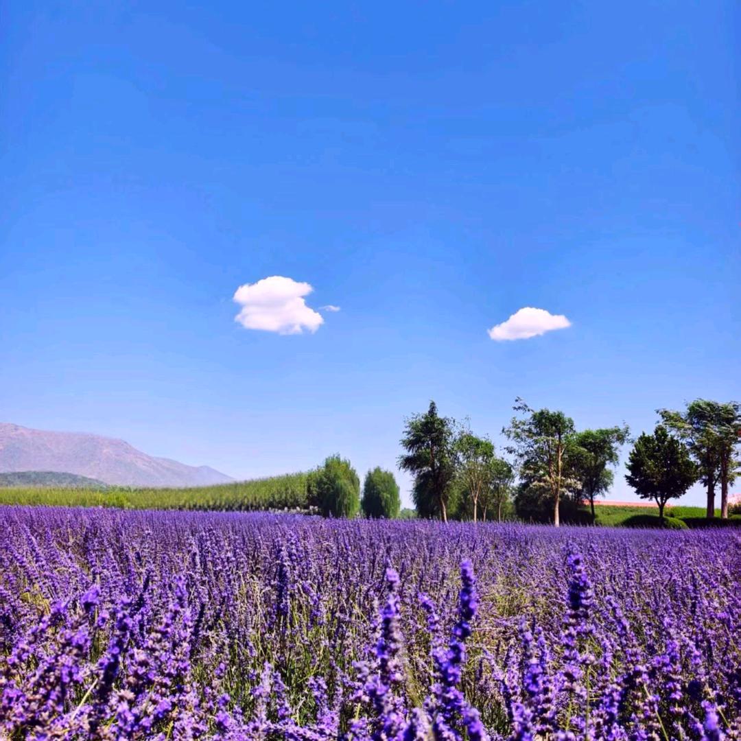 山楂花
