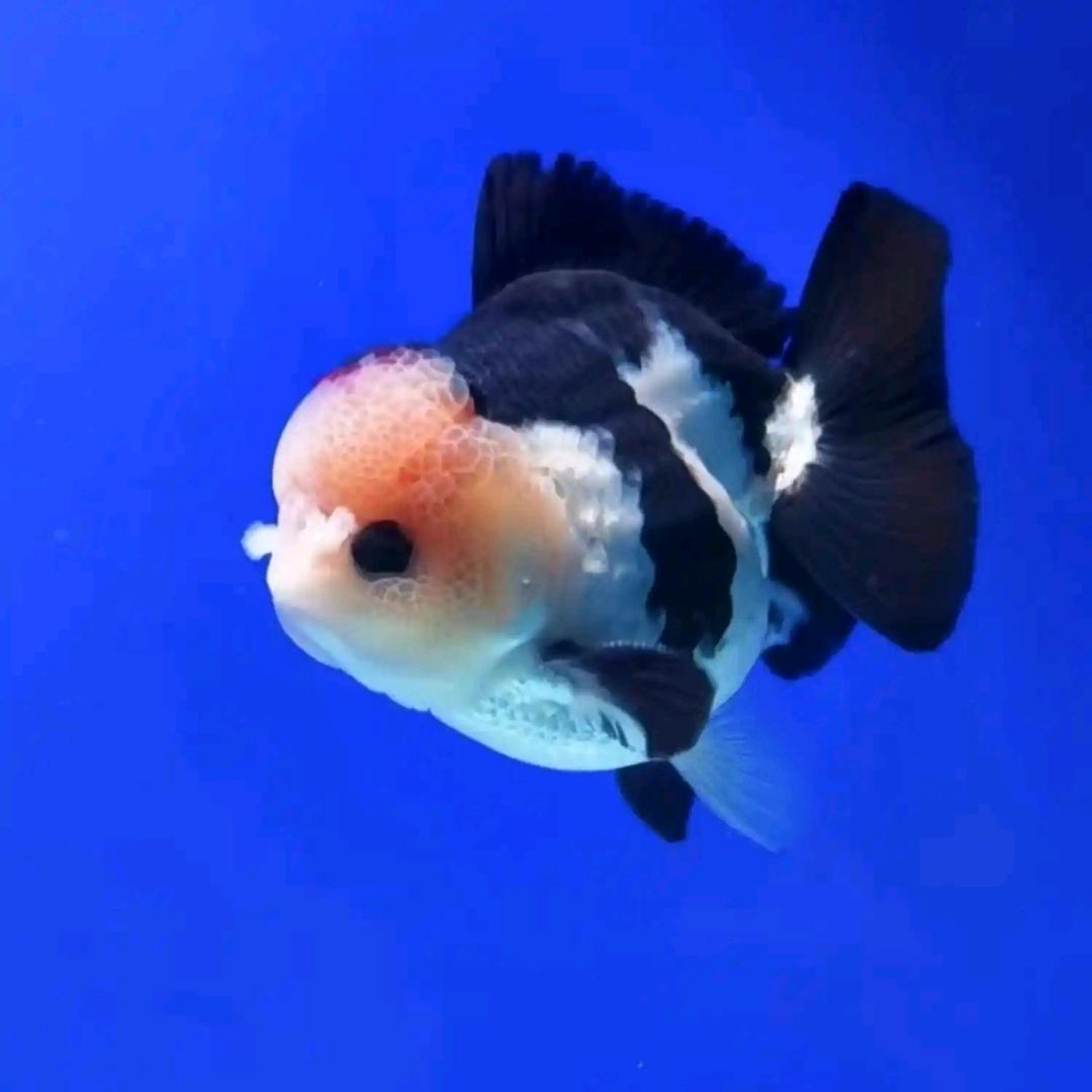 清欢鱼场