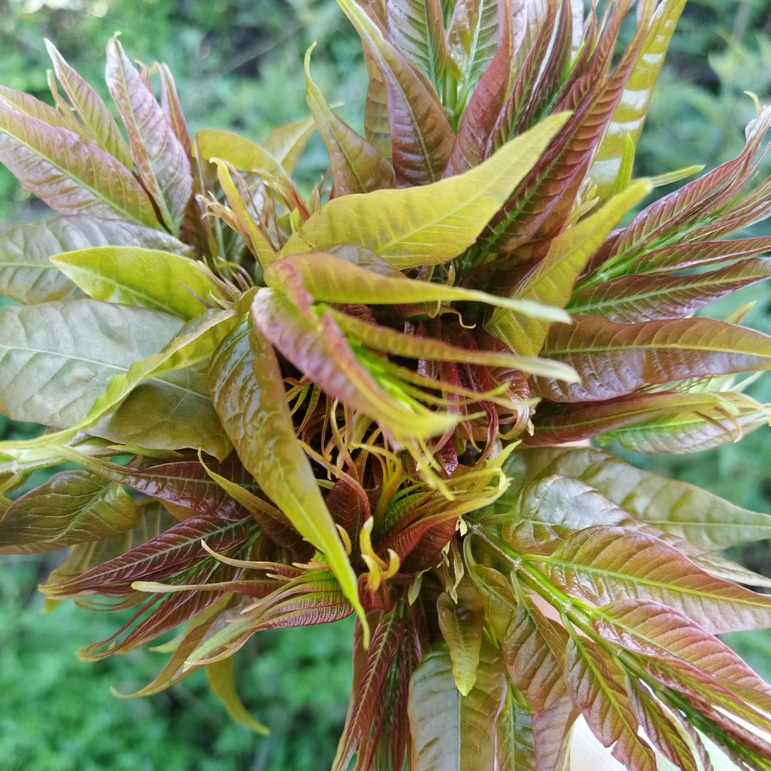 对方正在转账。