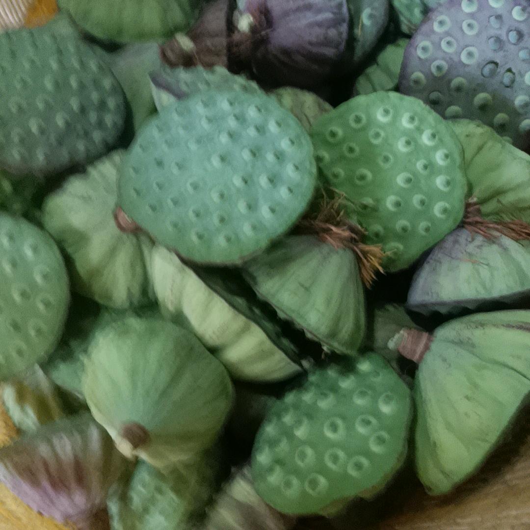 太空莲 批发零售