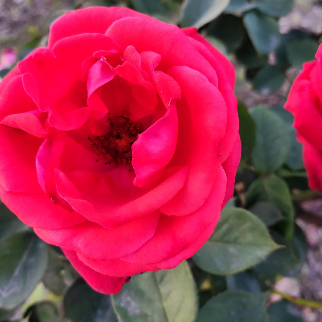 芳