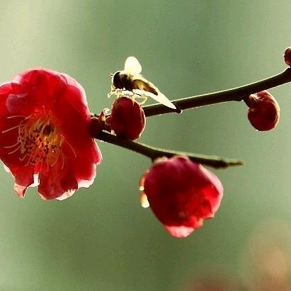 梅花情