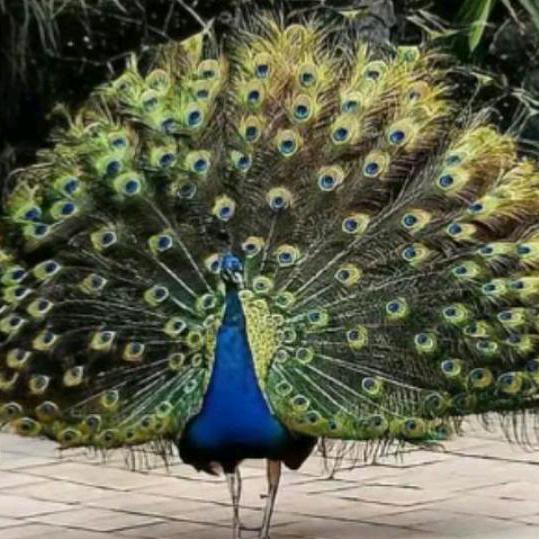 利辛类歌神✔专注于老歌