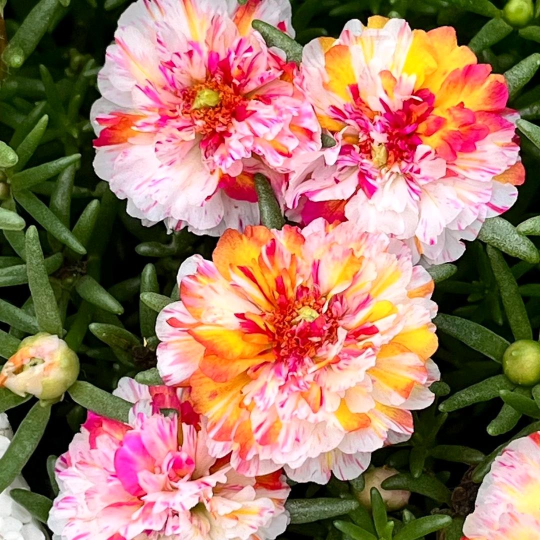 陈婧(雲裳花卉)