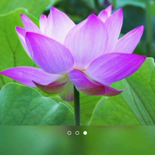 荷花🌸