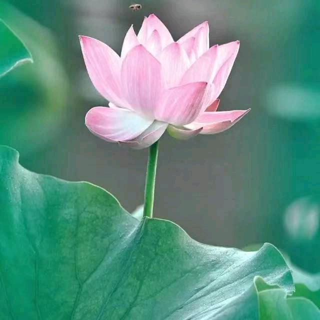 木子菡萏